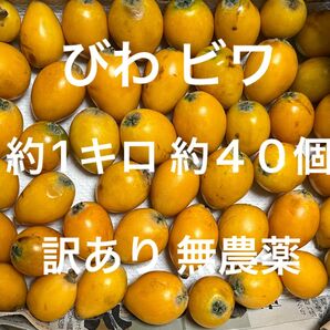 ★訳あり★送料無料★ビワ・茂木びわ・枇杷・長崎産★約40個前後★約1キロ★無農薬・自家栽培 露地・果物★匿名★傷あり
