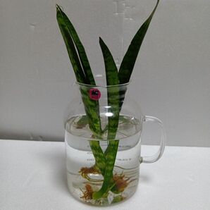 サンスベリア 水栽培