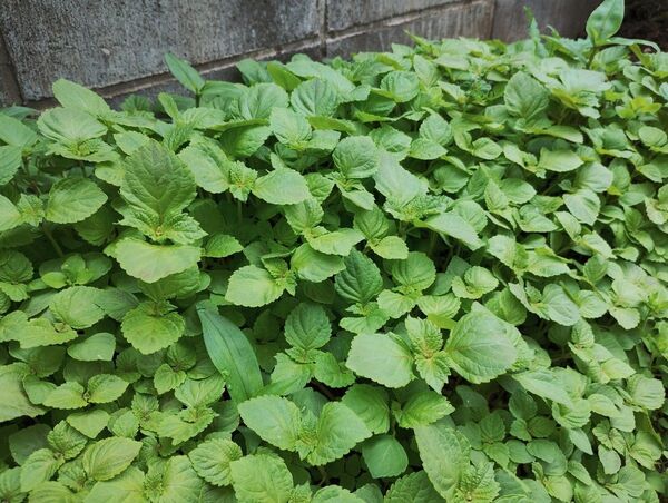 無農薬青じそ抜き苗20本大葉アオジソ紫蘇オオバ