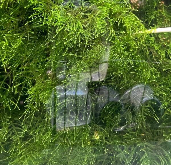モス ミックス約30g 水草 メダカの産卵床 無農薬