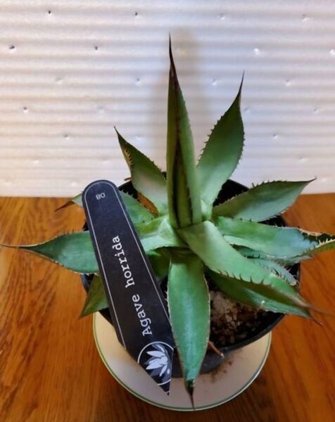 Agave horrida アカベ ホリダ