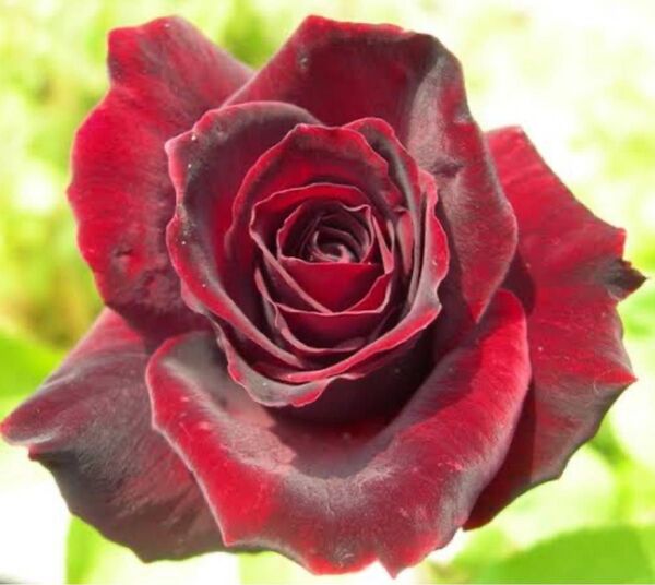 薔薇苗 宝石の名が付いている