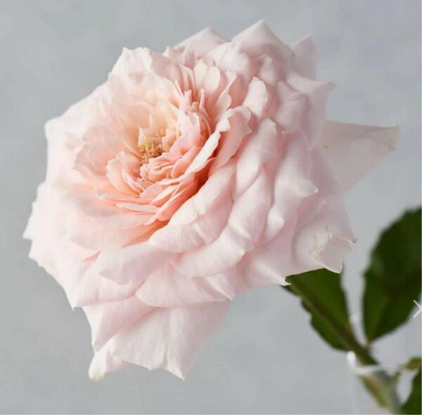 和薔薇苗 ひとつひとつ丁寧に花弁を紡ぎ重ねていく姿から命名