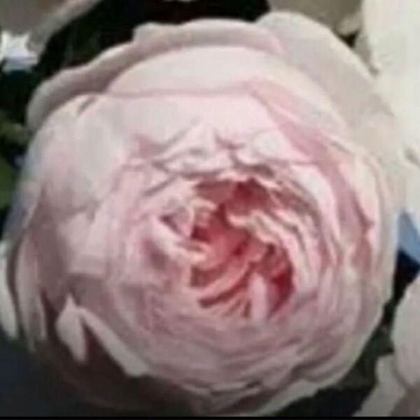 薔薇挿木苗 クリス。。。