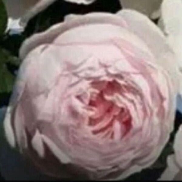 薔薇挿木苗 クリス。。。