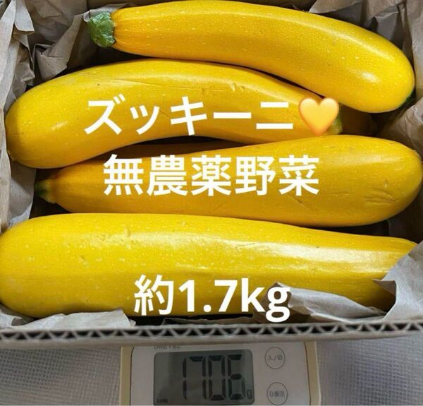 ズッキーニ 約1.7kg 野菜 無農薬野菜 家庭菜園