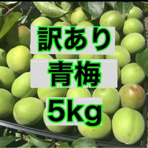 手摘み農家直送 青梅5キロ サイズS〜L育成中農薬不使用 徳島県産
