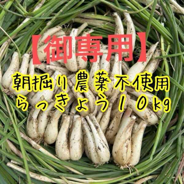 【御専用】朝掘りらっきょう 10kg 農薬不使用 根皮土付き徳島県産