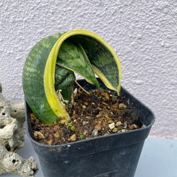 サンスベリア ‘バードビーク’ Sansevieria Trifasciata Laurentii Bird Beak