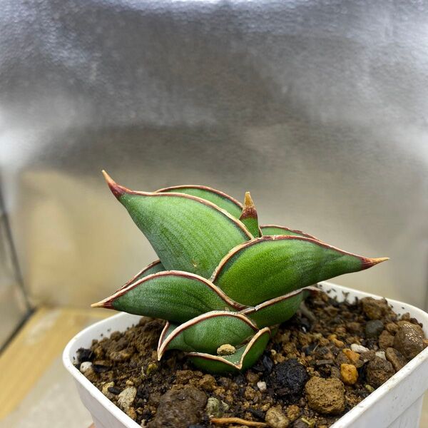 サンスベリア ロリダ 斑入り Sansevieria Rorida Lavranos 23319 多肉植物