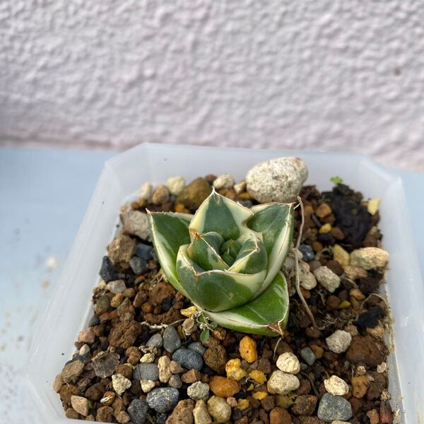 アガベ ピンキー 王妃笹の雪A型・白覆輪 Agave filifera ‘Pinky’