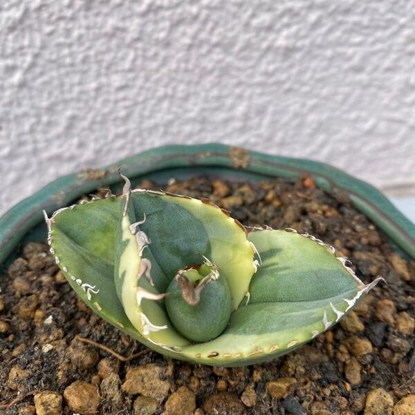 アガベ チタノタ ジャガーノート 純血錦 titanota juggernaut pureblood VARIEGATED