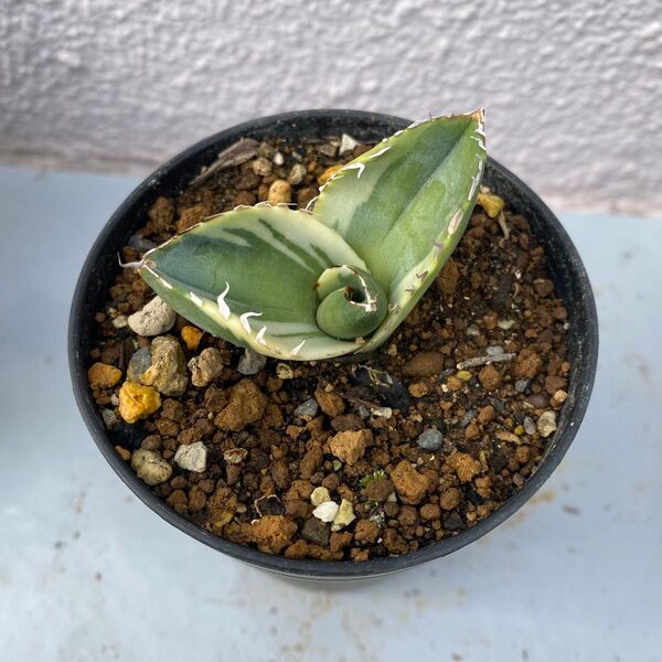 アガベ チタノタ ジャガーノート 純血錦agave juggernaut pureblood VARIEGATED