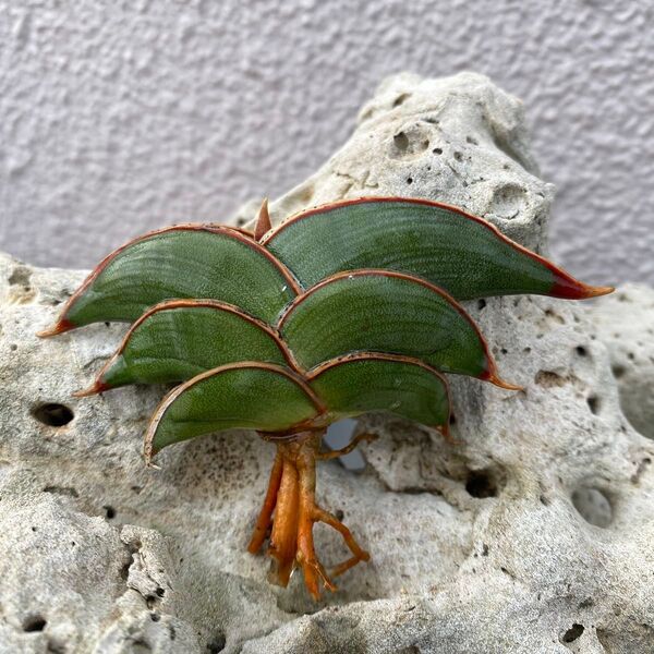 サンスベリア ロリダ 多肉植物 SANSEVIERIA RORIDA Lavranos23319 サンセベリア