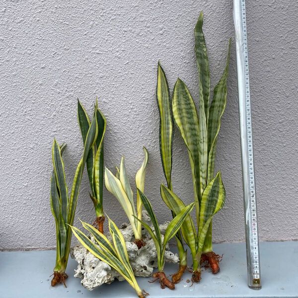 SANSEVIERIA TRIFASCIATA 8株