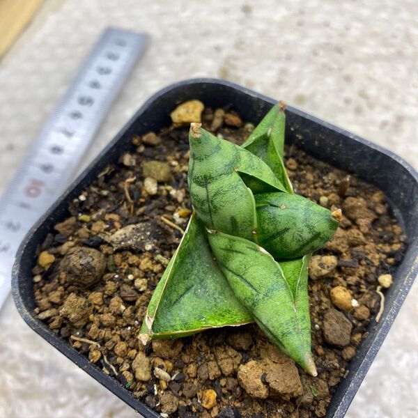 サンスベリアハイブリッド ‘マニー‘SANSEVIERIA NEW HYBRID ‘MANII’希少種 レアなサンセベリア