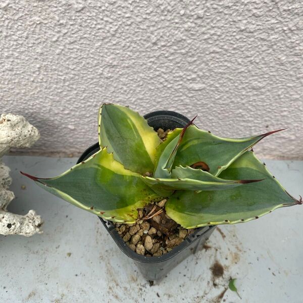アガベ・オバティフォリア ‘オルカ’ Agave ovatifolia ‘Orca’