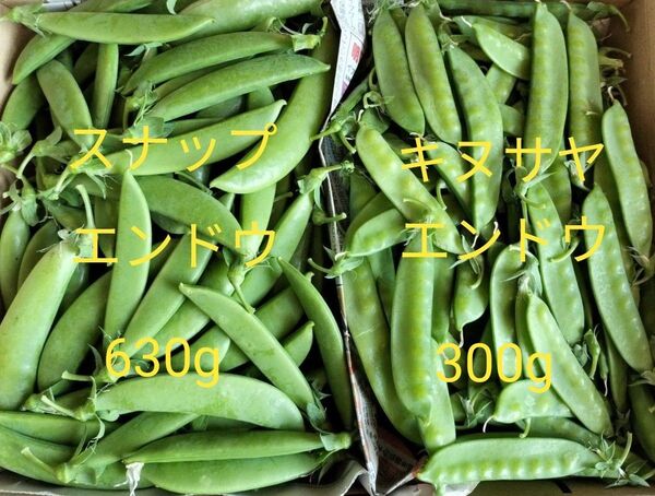 先着1箱限り!日暮れ前収穫!極新鮮!スナップ&キヌサヤエンドウ詰め合わせ