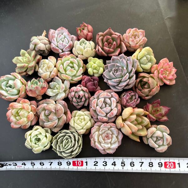 多肉植物カット苗 カラフルミックス30個セットA 3cm〜4cm アメイジンググレース ヒューミリス