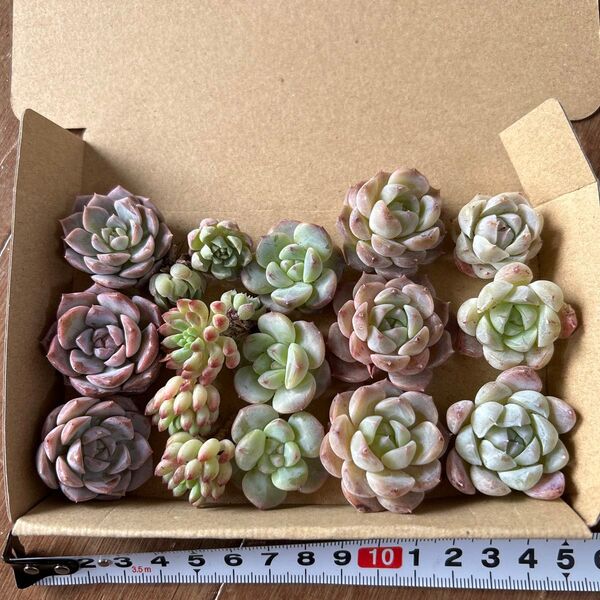 多肉植物カット苗 5種15苗セットB アメイジンググレイス 花火 いちごジャム ピュアラブ 白い月影 ラノリンボール