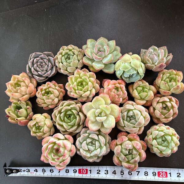 多肉植物カット苗 お買い得カラフルミックス20個セット エンチャンティングフェアリー