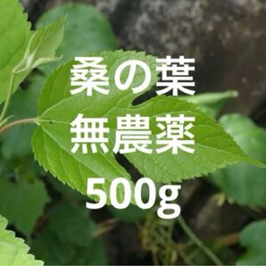 【新鮮 桑の葉】 ネコポス 無農薬
