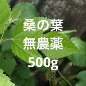 【新鮮 桑の葉】 ネコポス