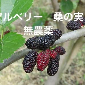 【天然マルベリー 桑の実】無農薬 コンパクトボックス
