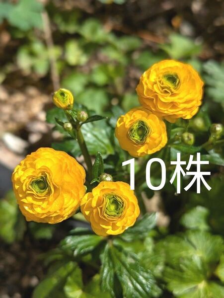 ラナンキュラスゴールドコイン 苗 10株以上