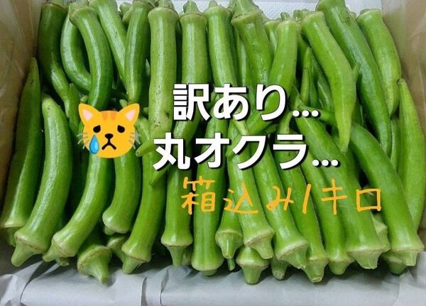 訳あり丸オクラ箱込み1キロ
