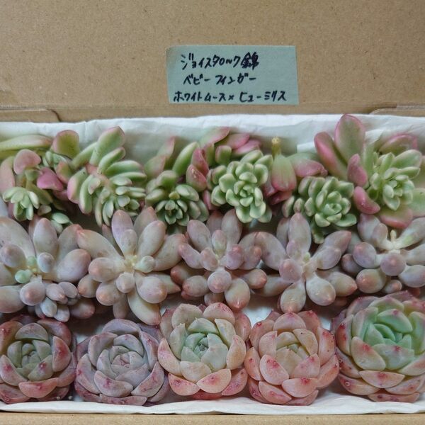 de!お買い得価格!多肉植物〈カット苗〉3種セット