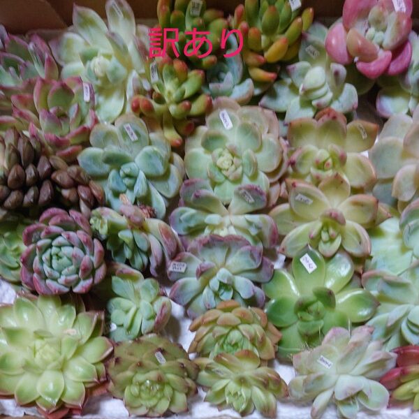 多肉植物カット苗〈訳あり苗セット〉