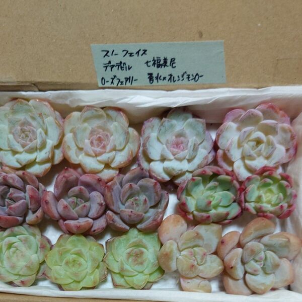 dp!お買い得価格!多肉植物〈カット苗〉5種セット