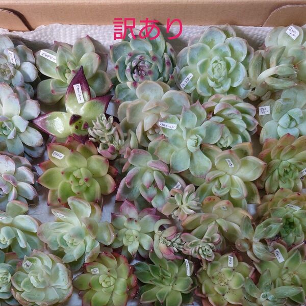 多肉植物カット苗〈訳あり苗セット〉