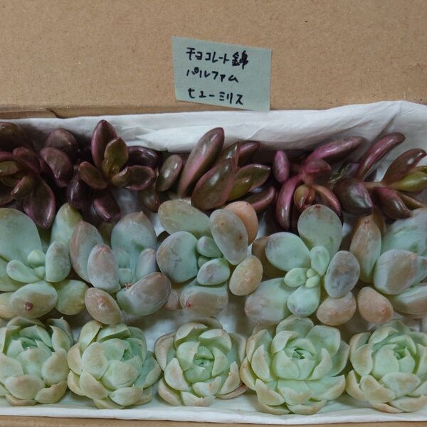 ee!お買い得価格!多肉植物〈カット苗〉3種セット