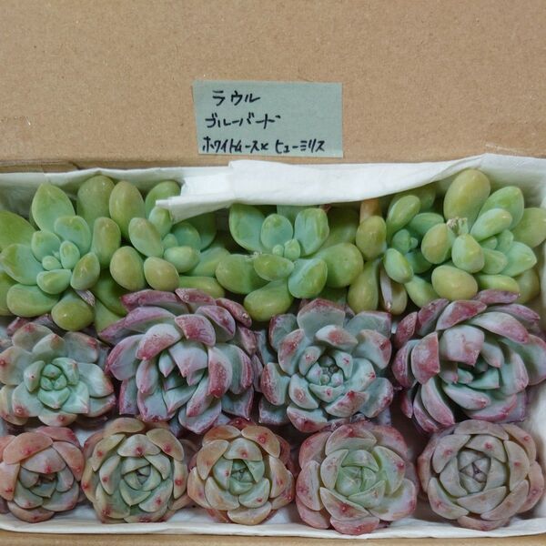 ef!お買い得価格!多肉植物〈カット苗〉3種セット