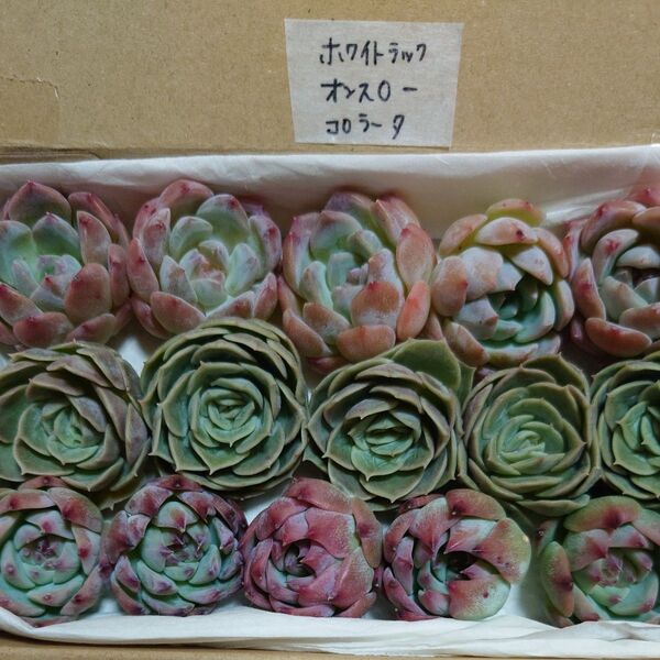 fo!お買い得価格!多肉植物〈カット苗〉3種セット