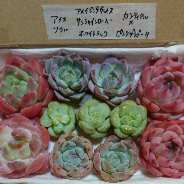 fq!お買い得価格!多肉植物〈カット苗〉5種セット