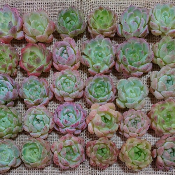 11多肉植物エケベリアMIX〈詰め合わせ〉