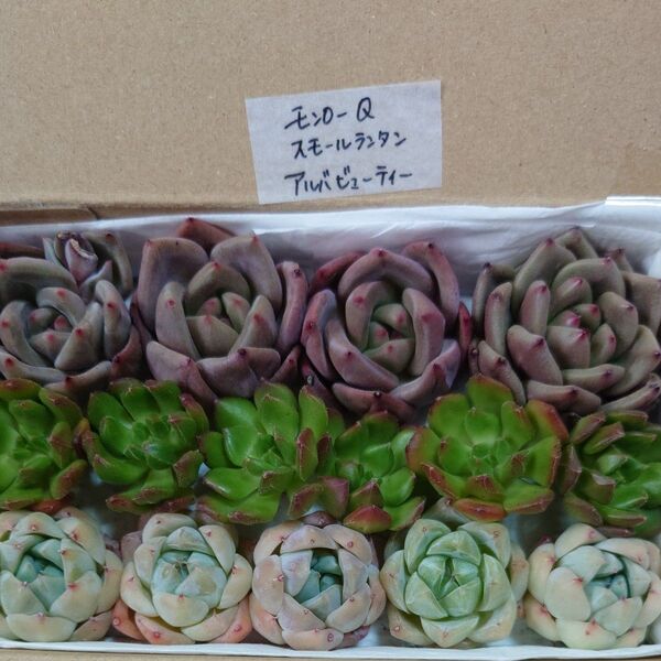 fq!お買い得価格!多肉植物〈カット苗〉3種セット