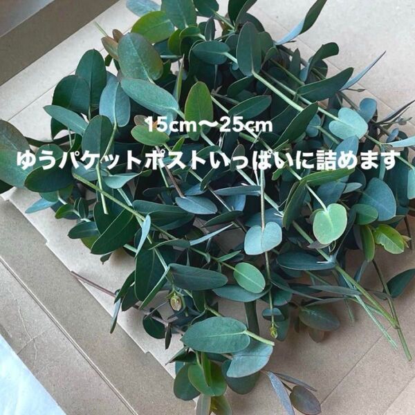 フレッシュユーカリ ゆうパケットポスト発送