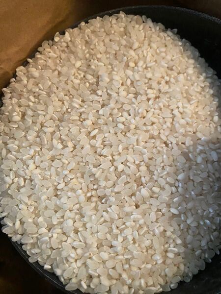 令和六年 東北産 白米約20kg 精米 小粒米 くず米