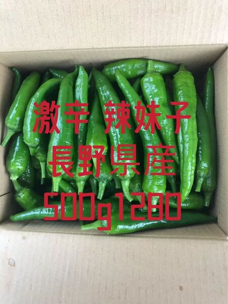 激辛 中辛 辣妹子 青唐辛子 500g長野県産 【露地栽培】自然成熟