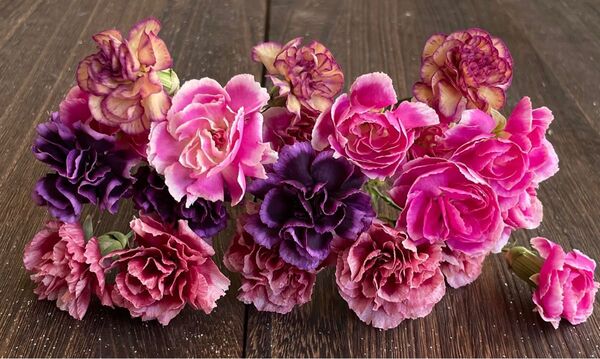 花材 ハンドメイド シリカゲルドライフラワー スプレーカーネーション mixカラー