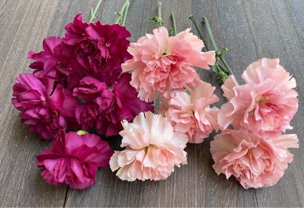 花材 ハンドメイド シリカゲルドライフラワー 輪カーネーション 赤紫色&ピンク色