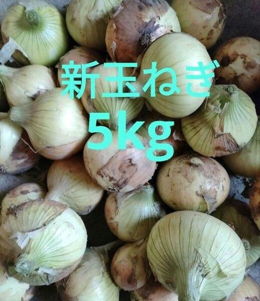 鳥取県産 新玉ねぎ 5kg