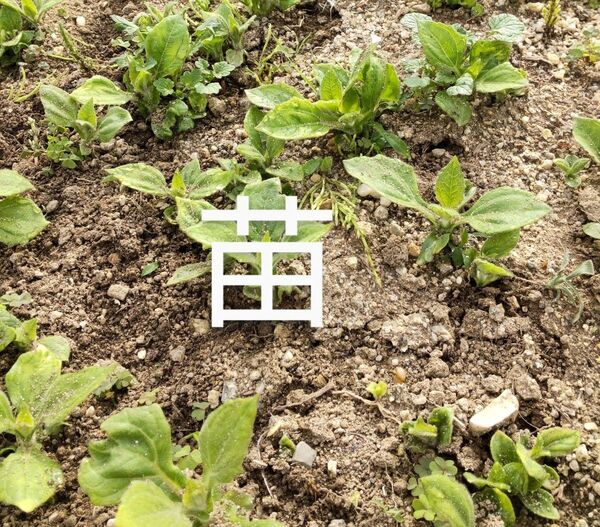 ヤーコン苗5本