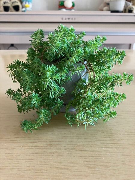 セダム パリダム 抜き苗 多肉植物