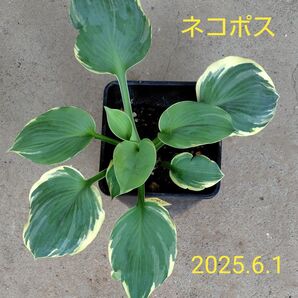 ホスタ青緑葉【ピザース】2