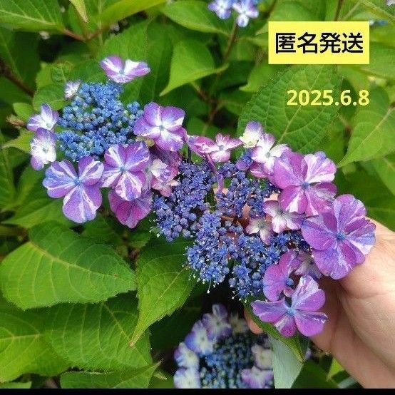 紫陽花 切り枝【脇芽あり】